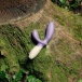 Lelo - Loki Wave 2震棒 - 粉紫 照片-6