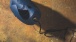Hot Octopuss - Pulse Duo - Blue photo-4