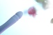 SVAKOM - Ava Neo Interactive Thrusting Vibrator - Cornflower Blue photo-6