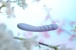 SVAKOM - Ava Neo Interactive Thrusting Vibrator - Cornflower Blue photo-5
