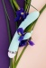 Flovetta - Iris Rabbit Vibrator - Mint photo-7
